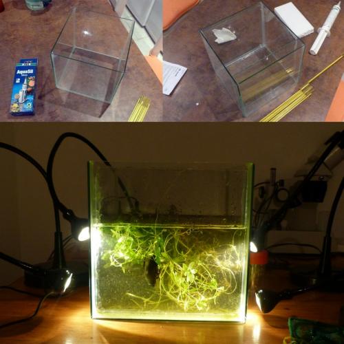 Réf. 205 684 : Aquarium sp.